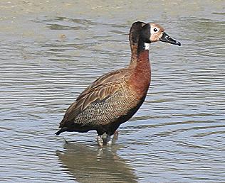 Witwenpeifgans, Dendrocygna viduata, White Faced Whistling Duck